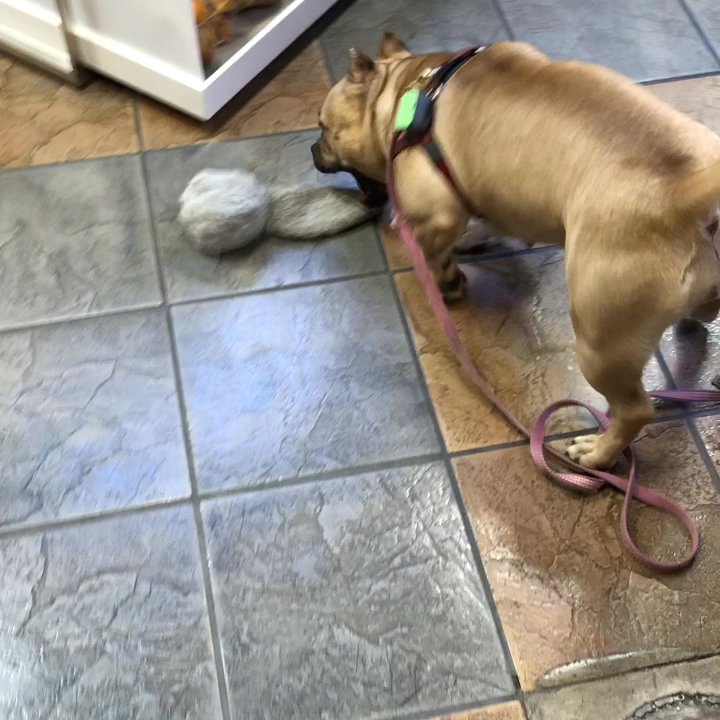 Great Outdogs - New toy - Pet Stores Near Me - Austin, Texas