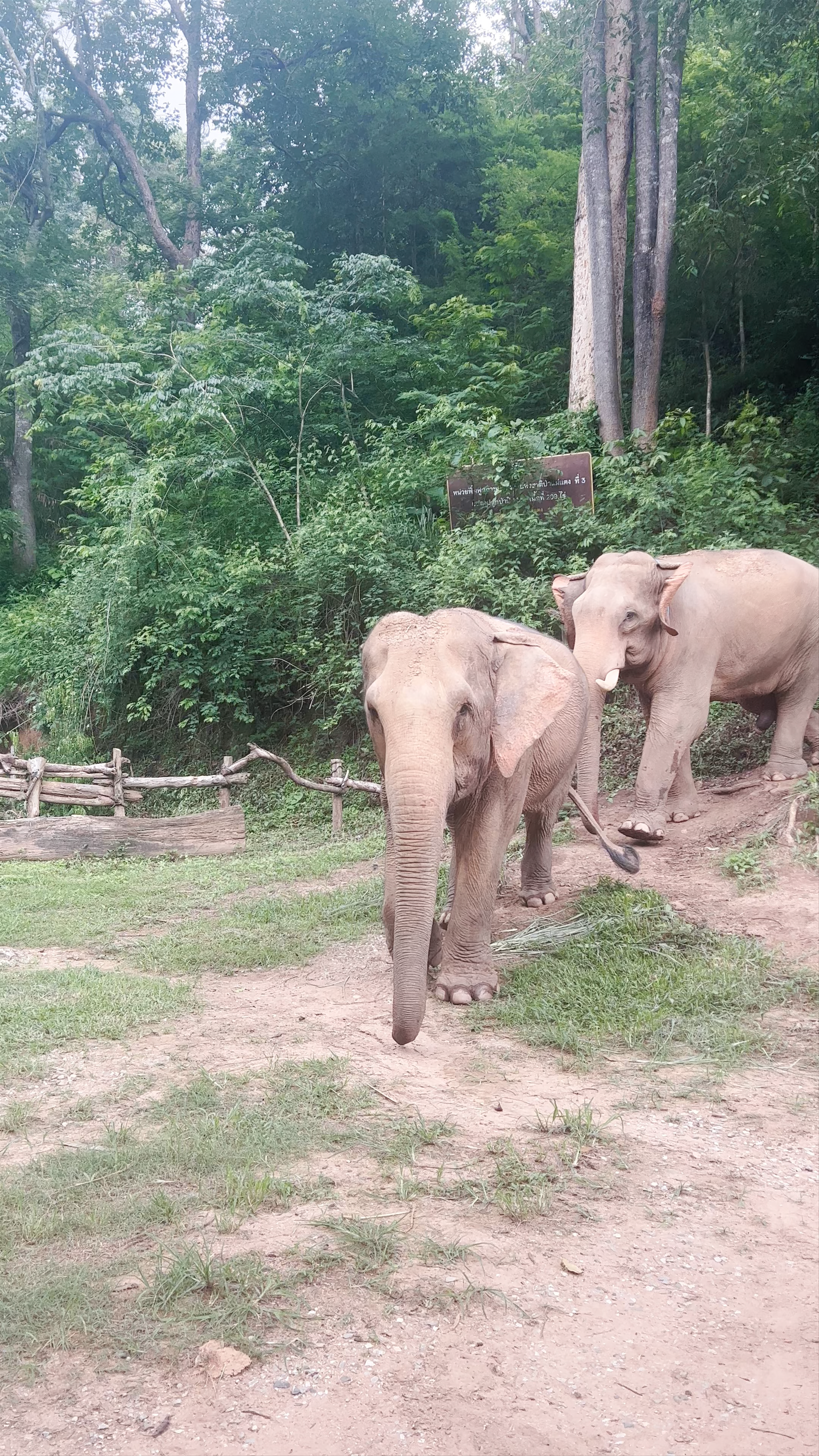 Elephant Rescue Park