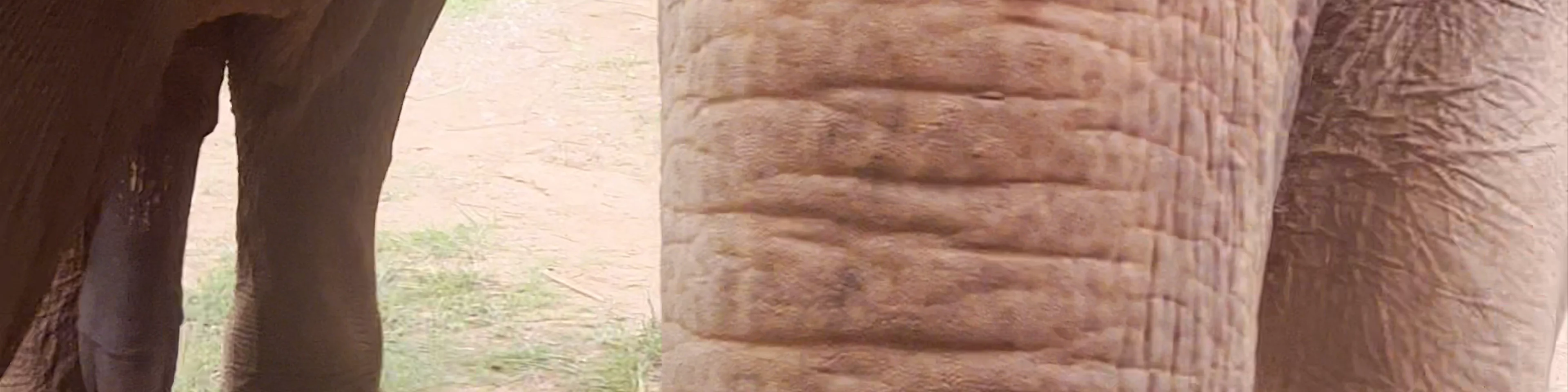 Elephant Rescue Park