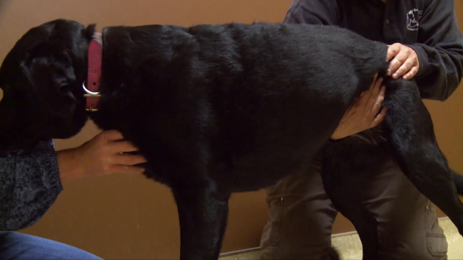A handler guides a dog through an outdoor agility ramp obstacle to build confidence and coordination. In a separate indoor setting, a professional performs physical therapy massage on a canine to support musculoskeletal health.