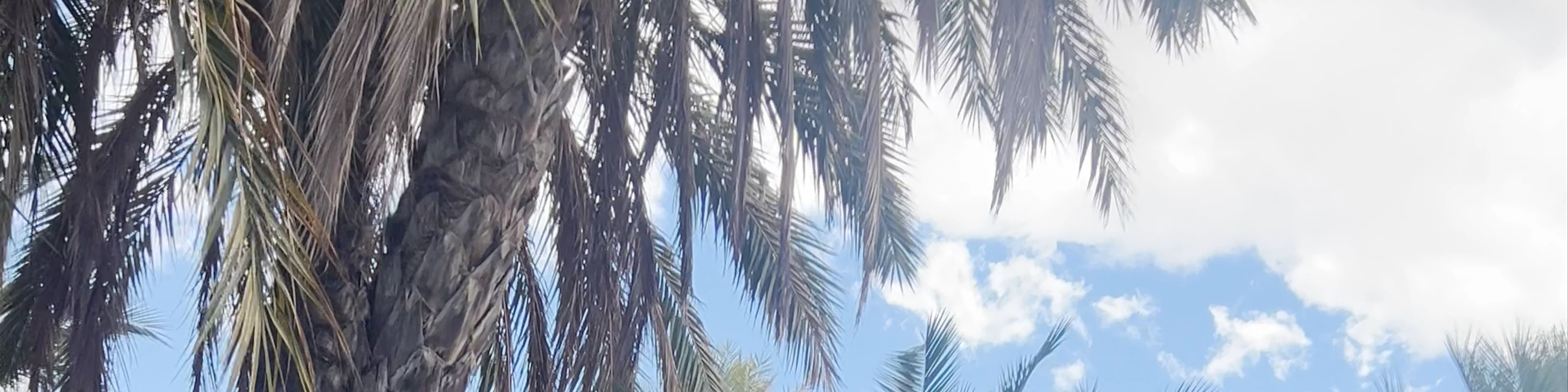 El Palmeral de Elche