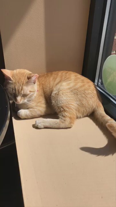 Kitty Brew Cat Cafe - Pet Adoption Near Me - Mason, Ohio