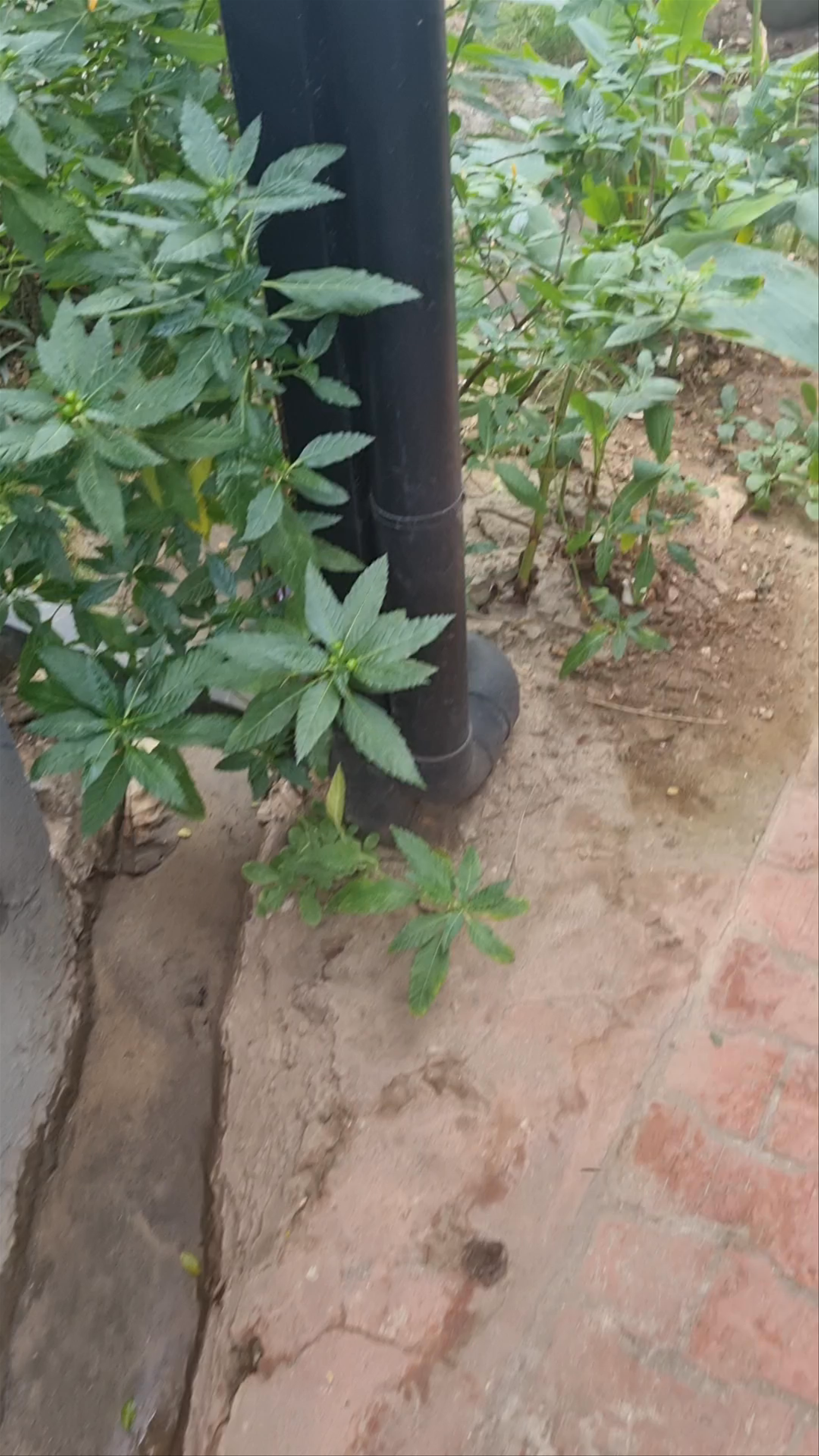 Villa Amarilla Beachfront Hotel Tamarindo