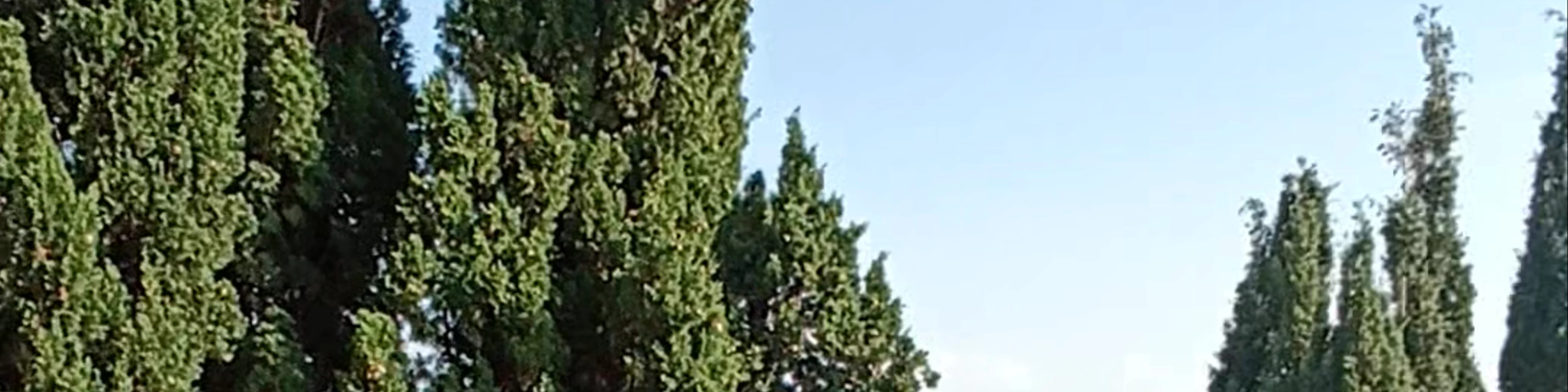 Kaneo