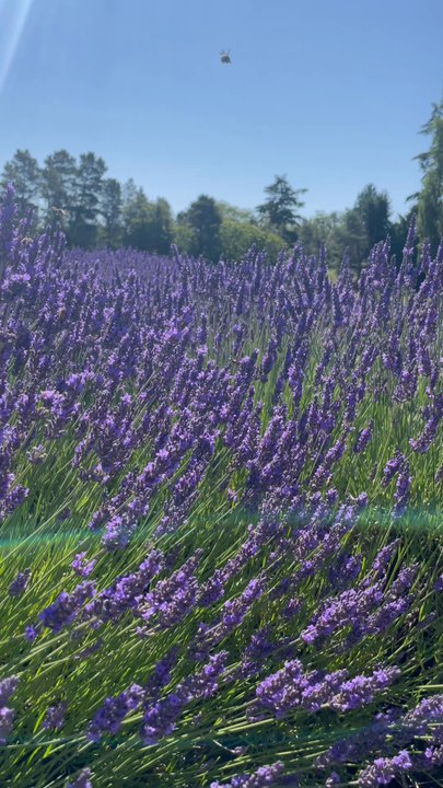 Graysmarsh Farm U-Pick - Lavender field - Pick Your Own Farms Near Me - Sequim, Washington