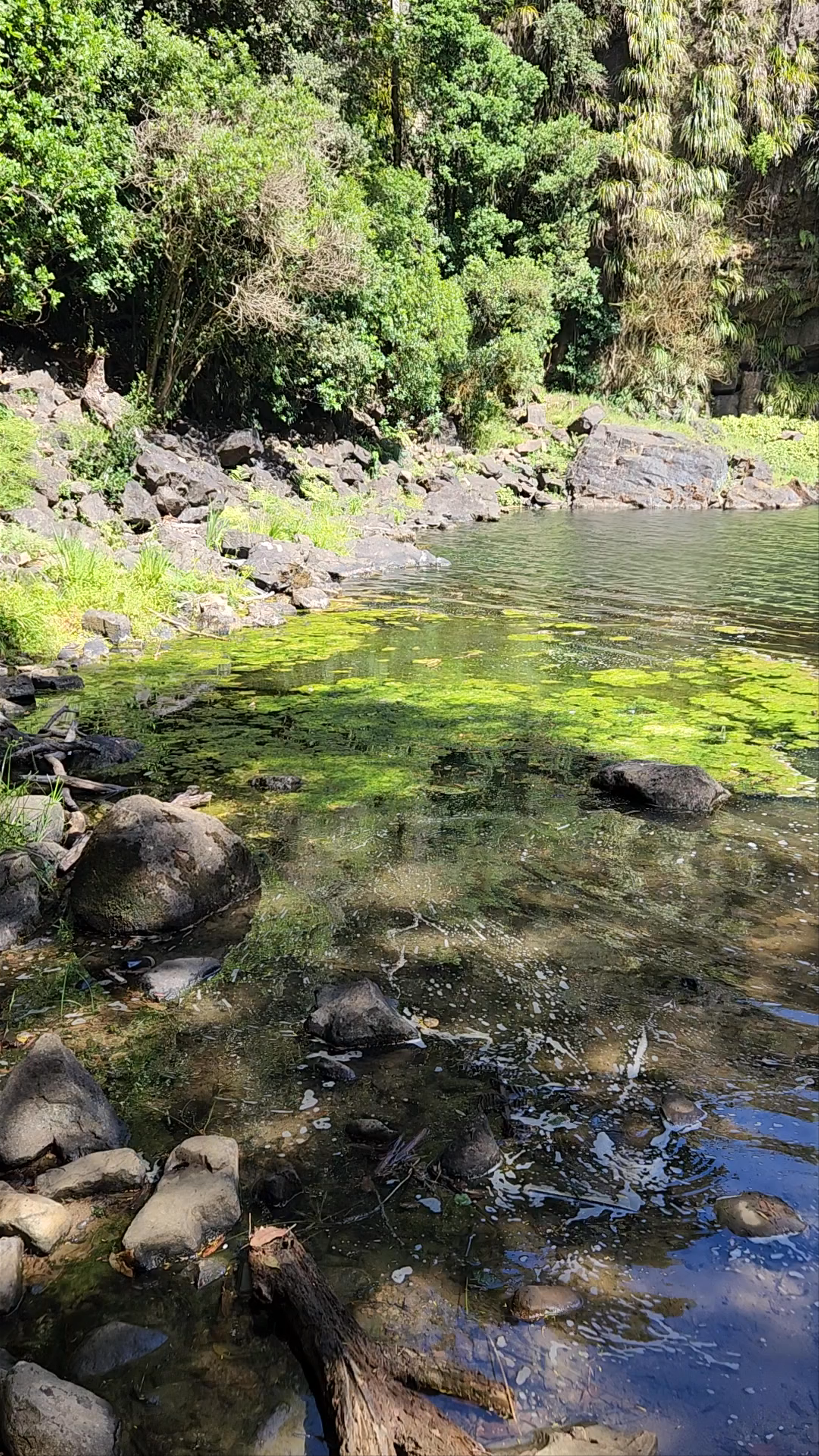 Whangarei Falls Ngunguru Road
