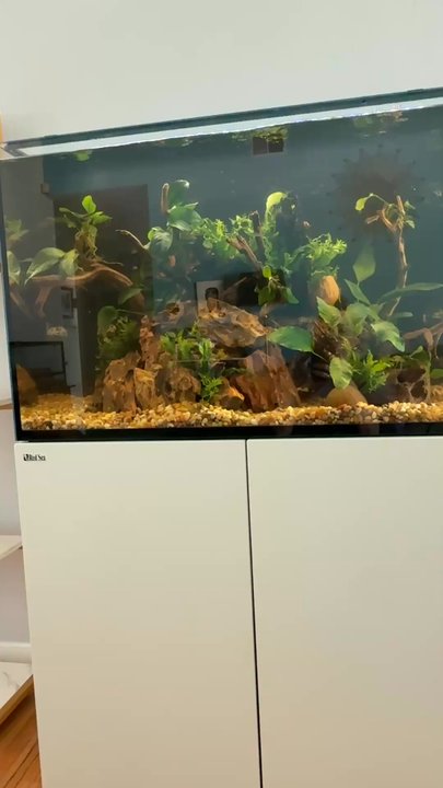 Authentic Aquariums - Dream tank! - Aquarium Services Near Me