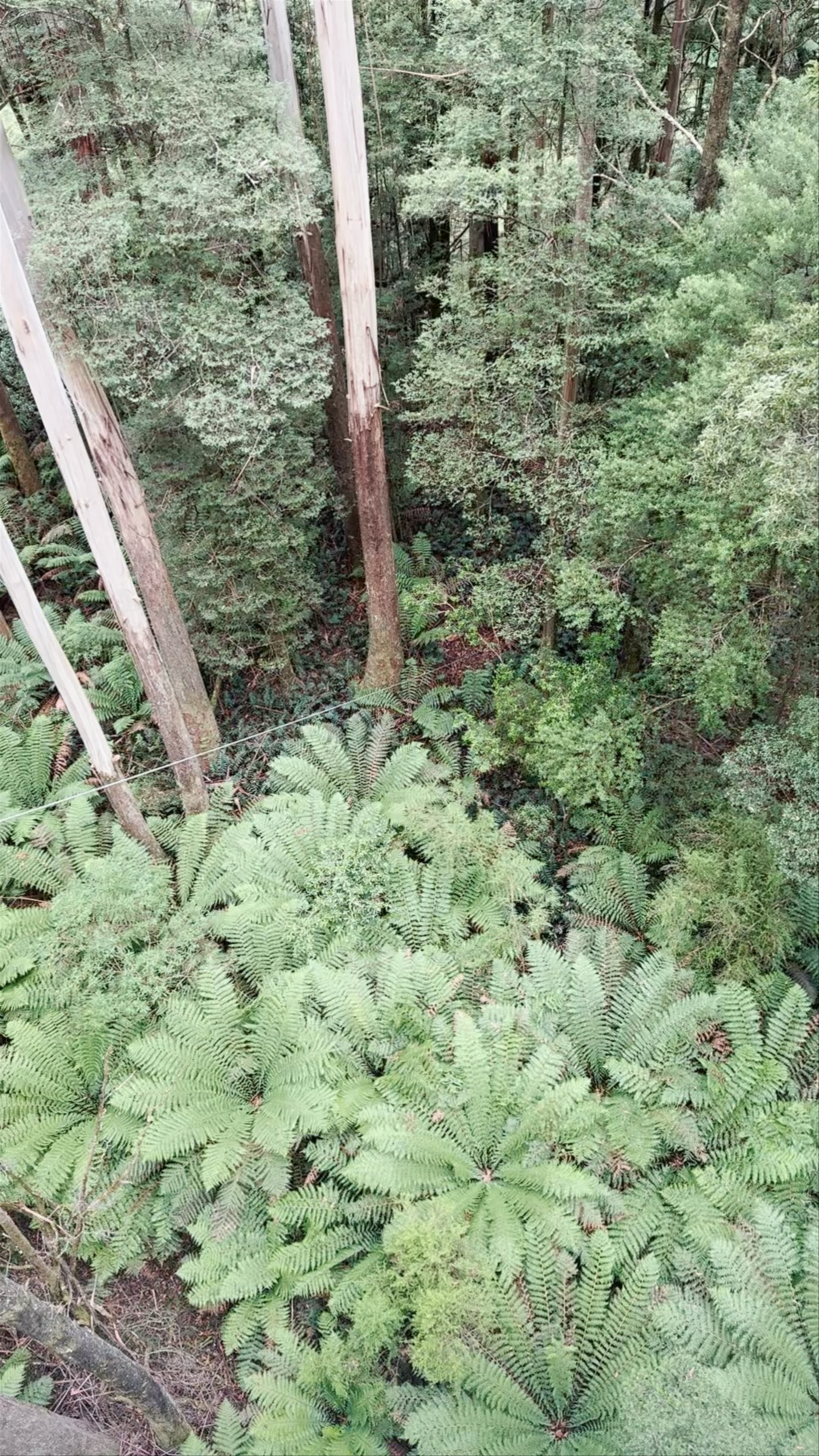 Otway Fly Treetop Adventures