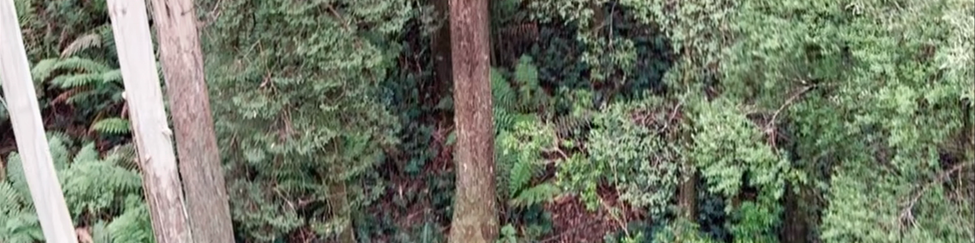 Otway Fly Treetop Adventures