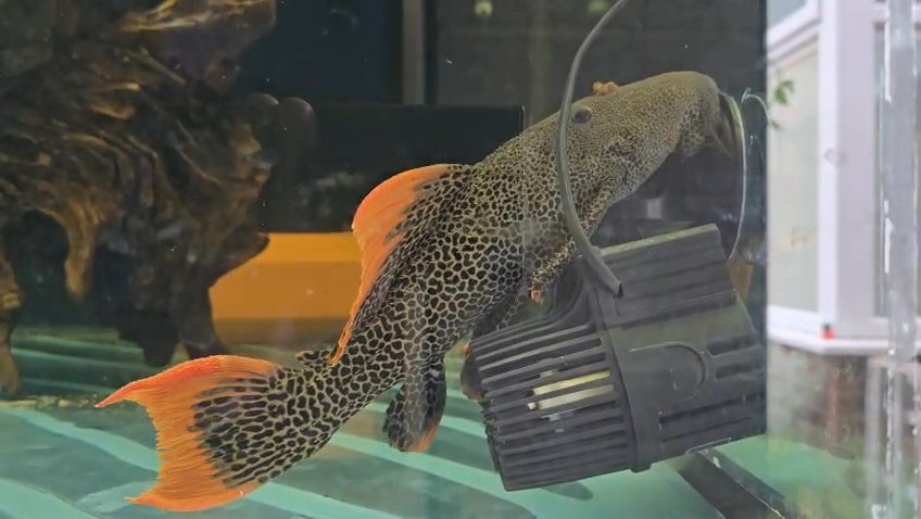 Goonch Catfish