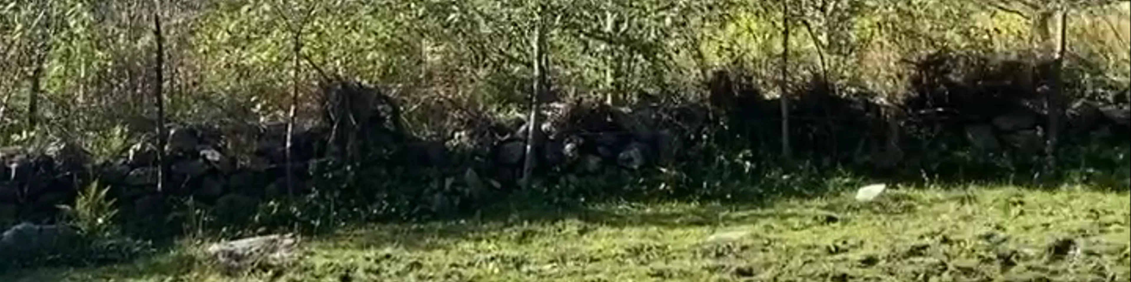 Barshaini
