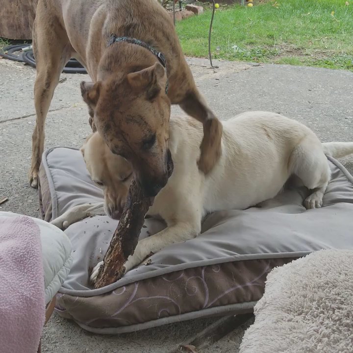 PuppyLuv Academy - Dogs Love to Share - PuppyLuvAcademy - Pet Training Near Me