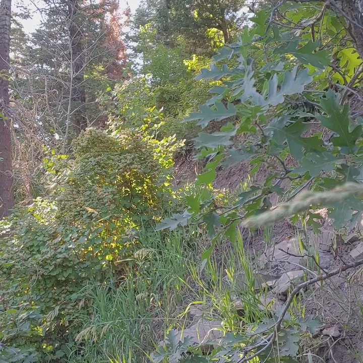 Thayne Canyon Loop Trail - Hiking Near Me - Salt Lake City, Utah