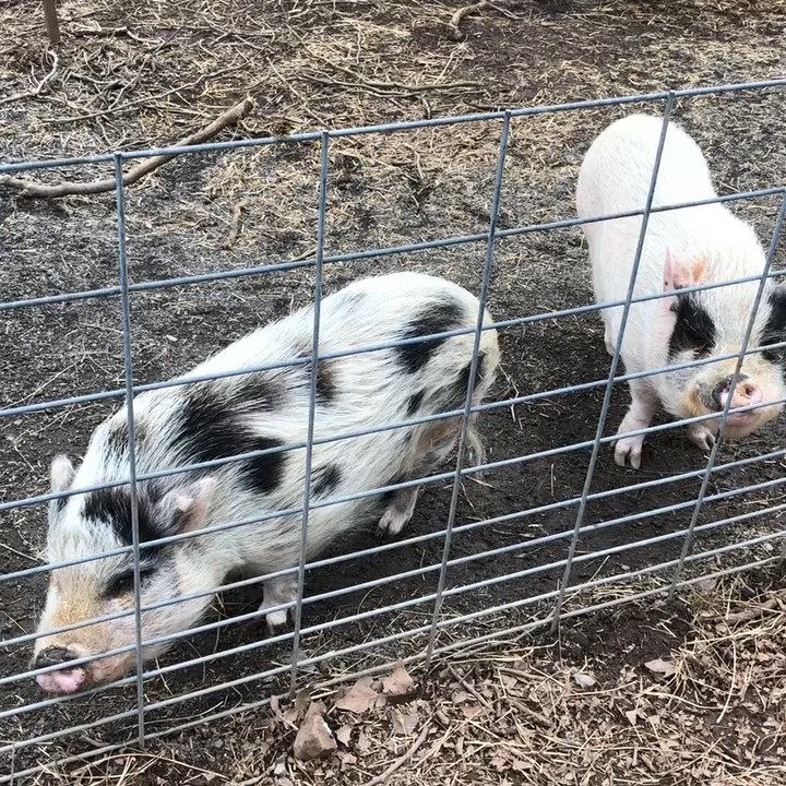 Ross Mill Farm - Pet Adoption Near Me - Rushland, Pennsylvania
