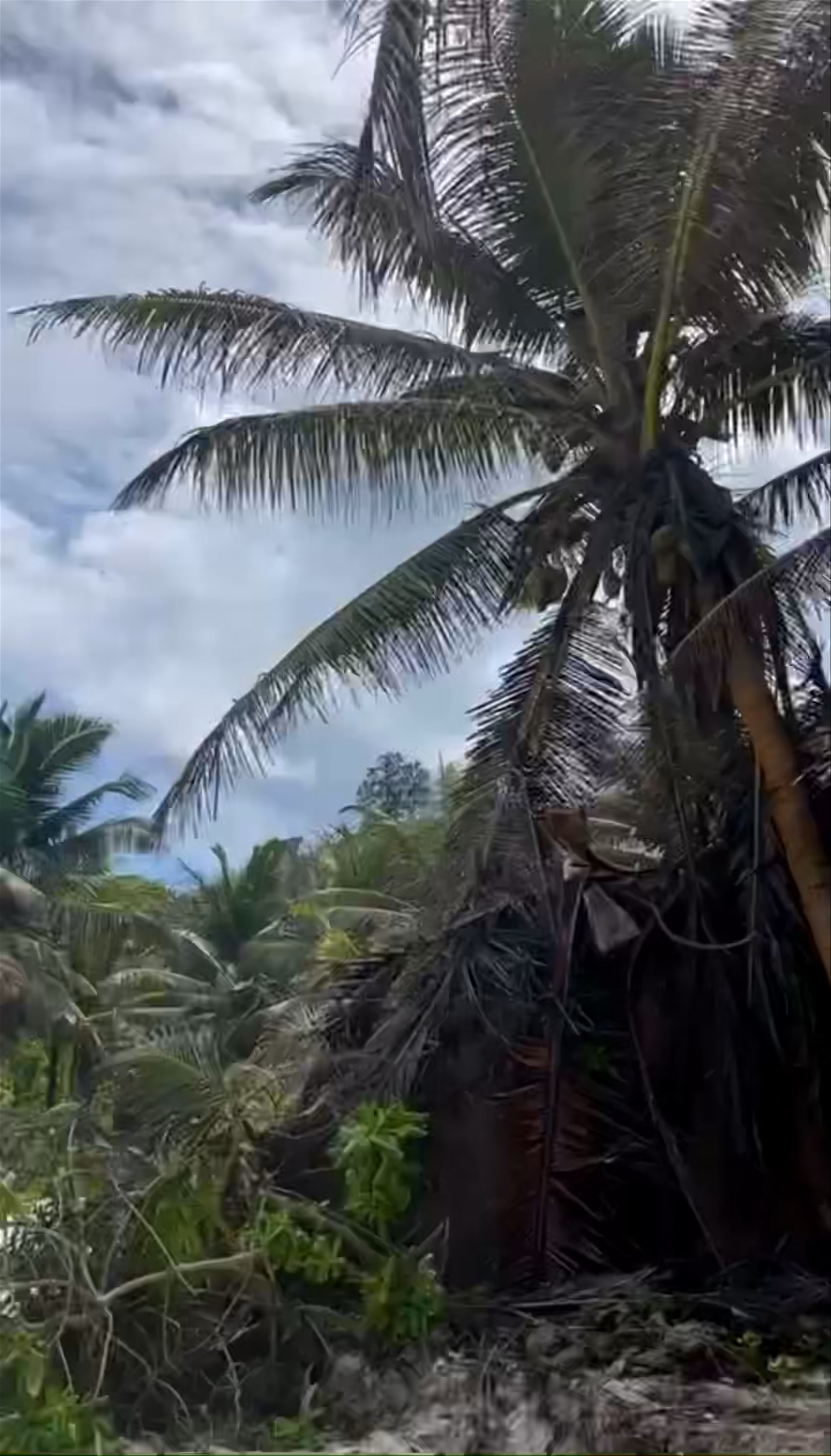 Grand Anse Beach Bar