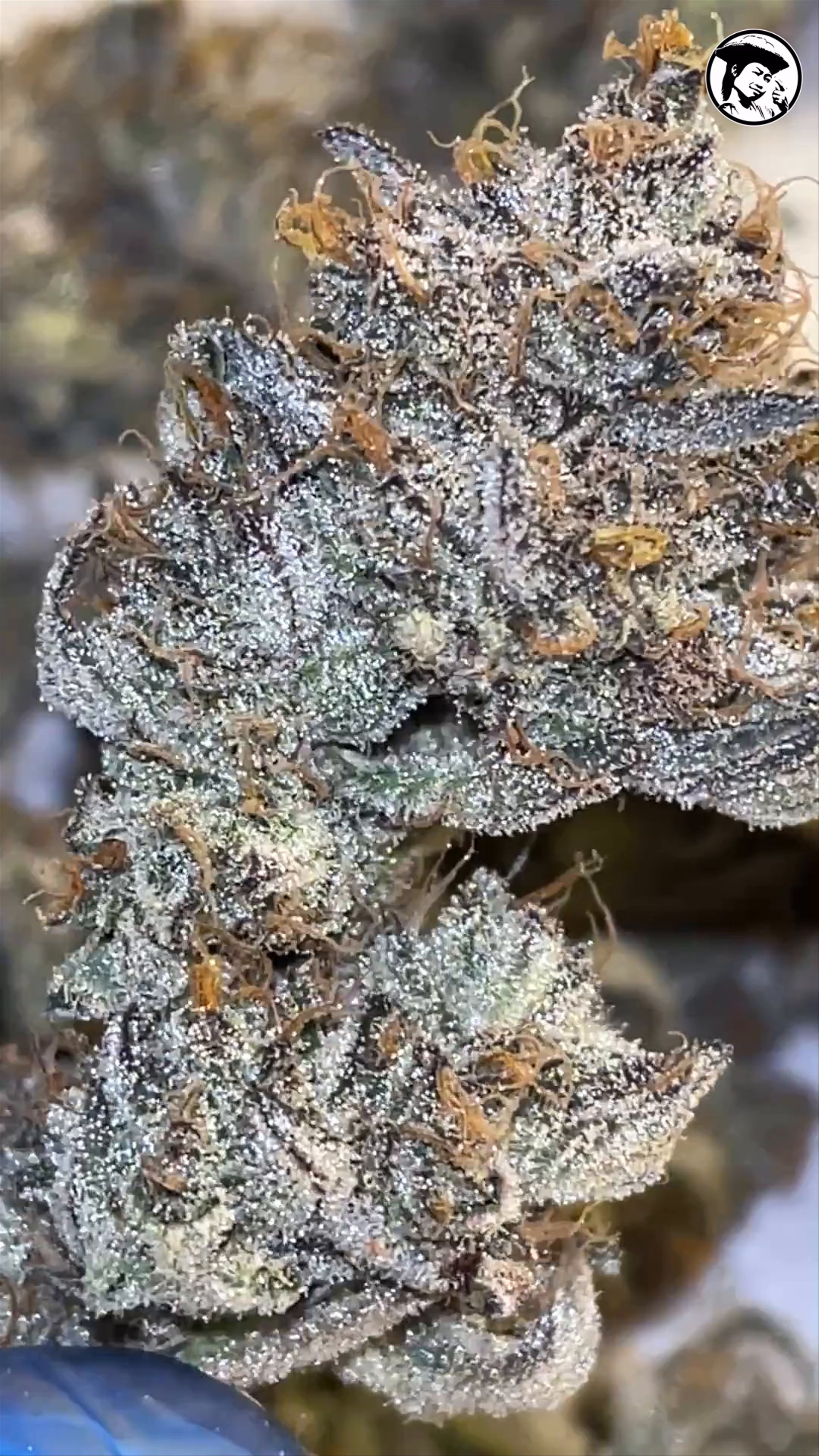 Pineapple in space - Bud - Fumegenetix UK seeds
