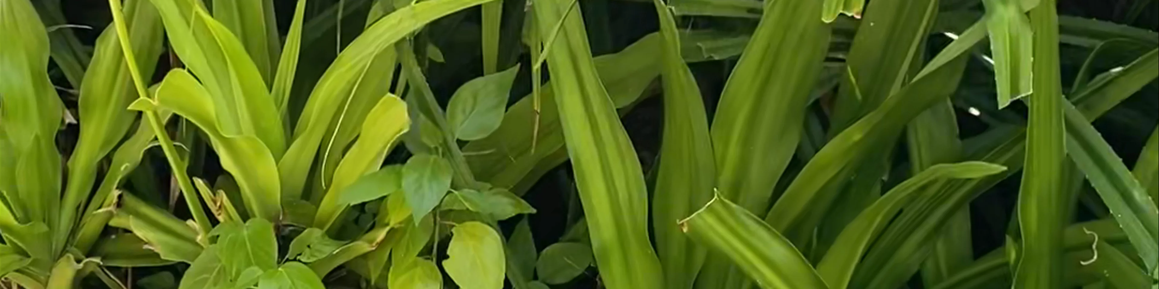 Coco Palm Dhuni Kolhu