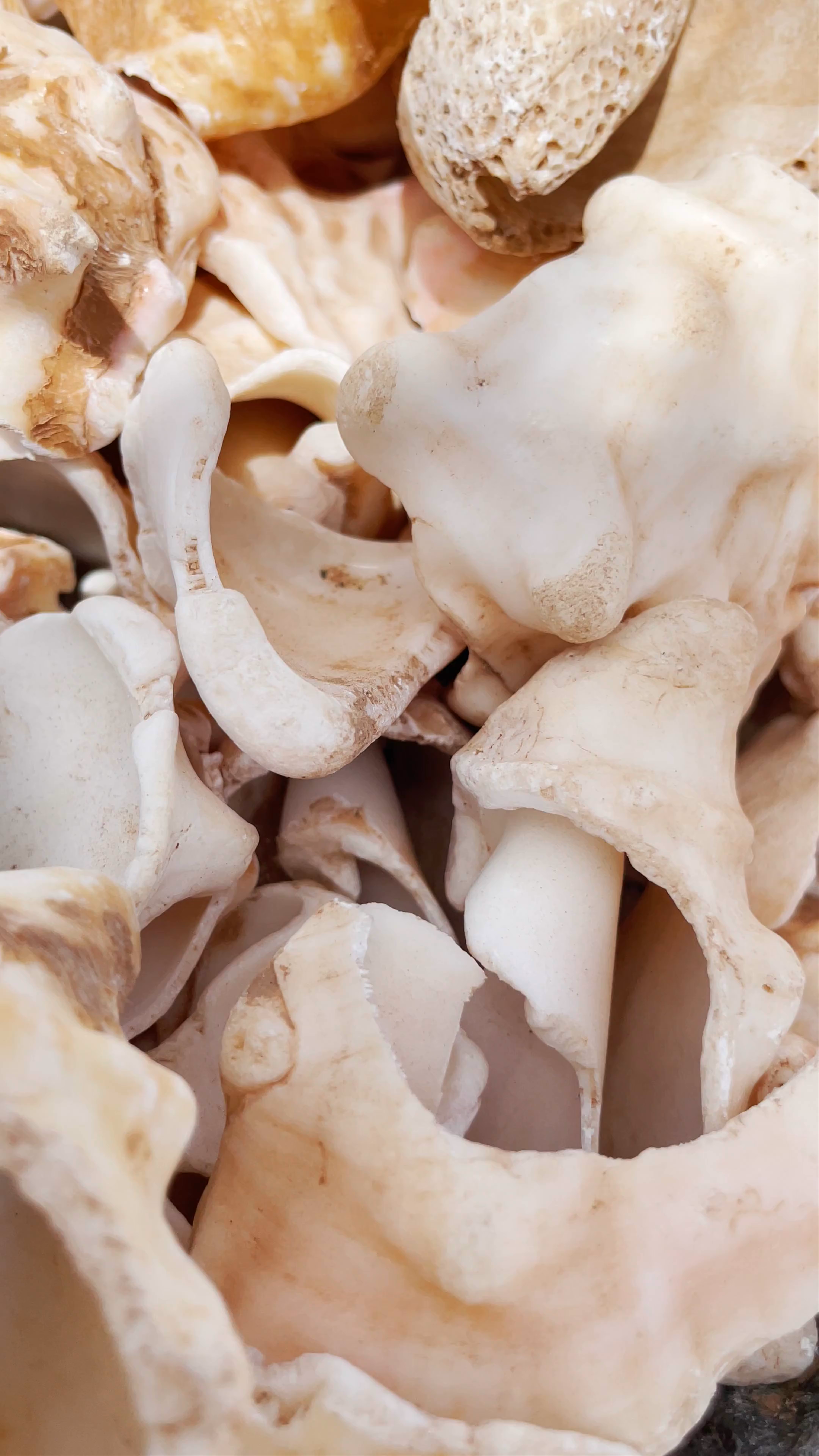 Shell Cemetery Beach