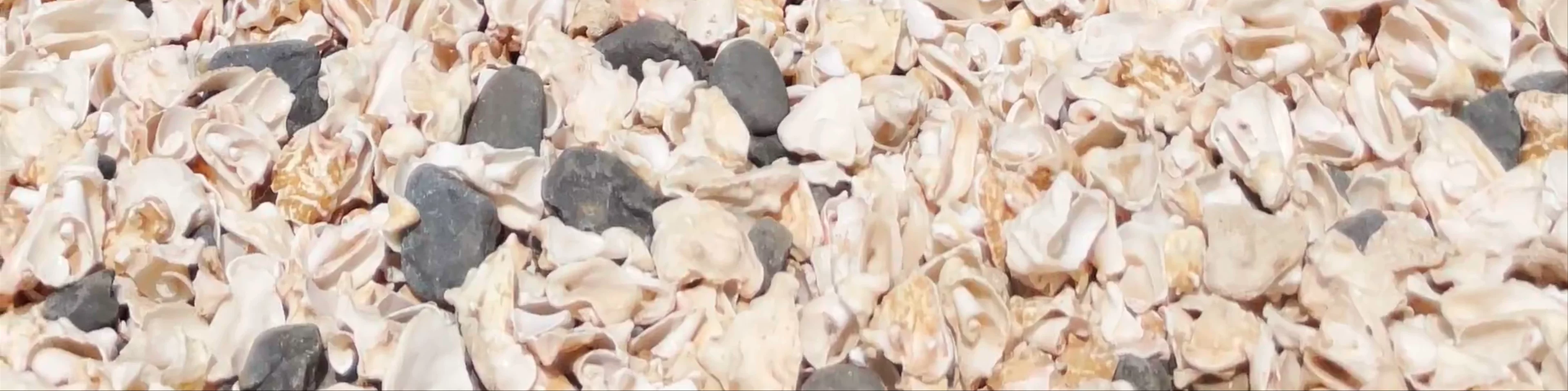 Shell Cemetery Beach