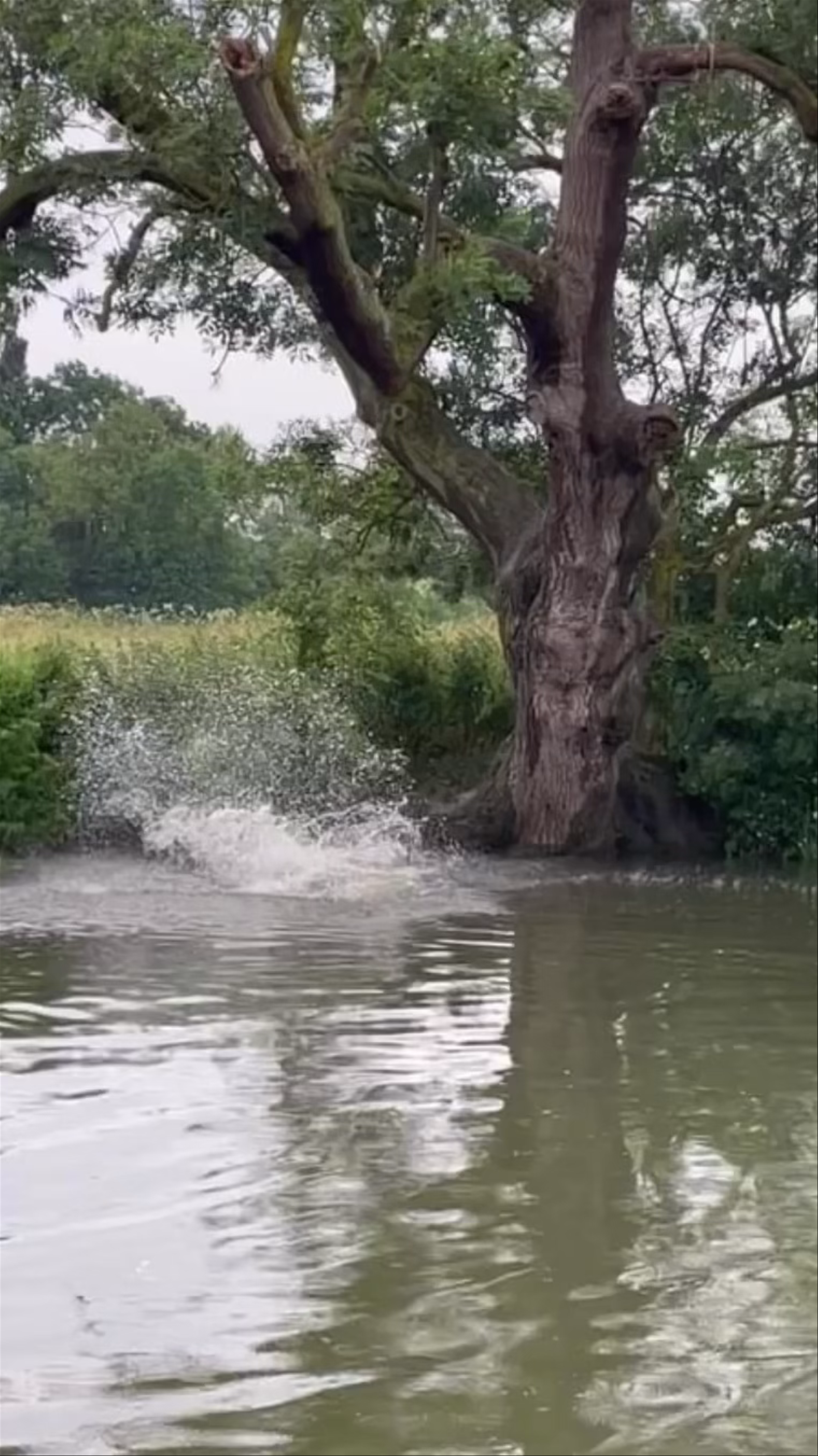 Grantchester Meadows