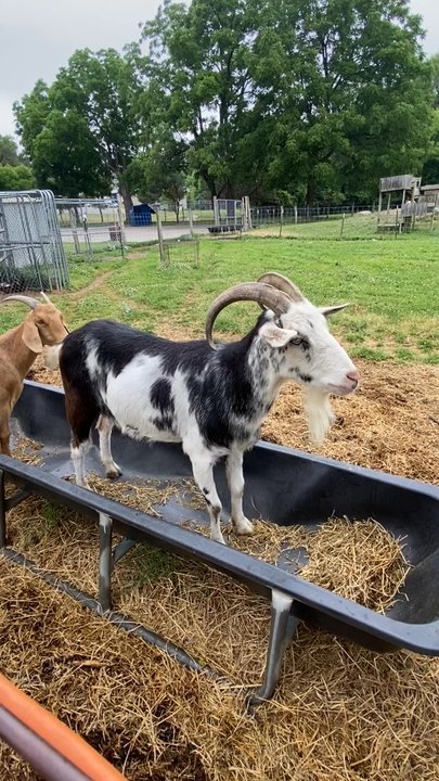 Frontier Town - Chow time!  Standing in the trough is even better! - Shopping Centers Near Me - Washington, Michigan