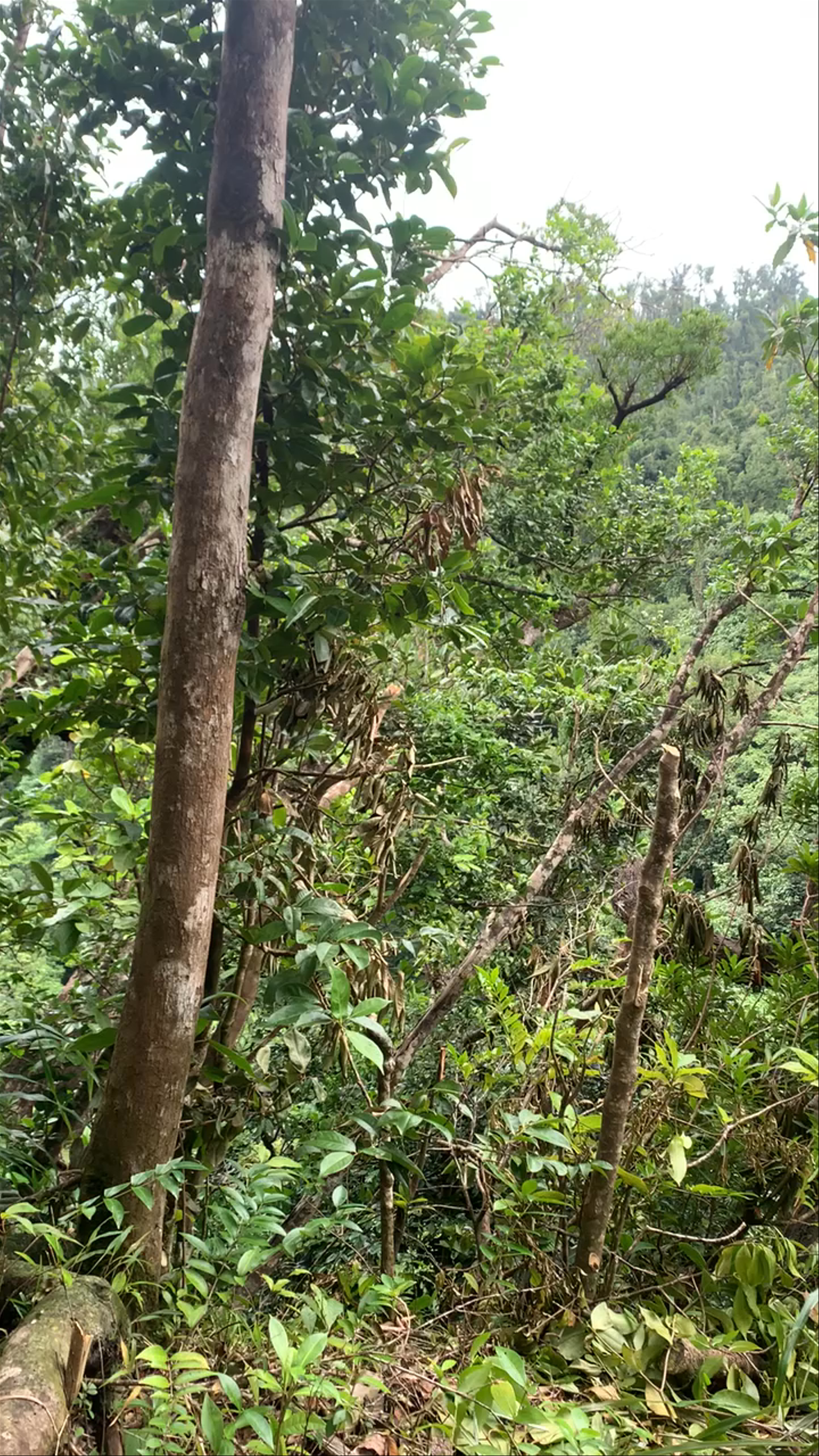 Syndicate Nature Trail