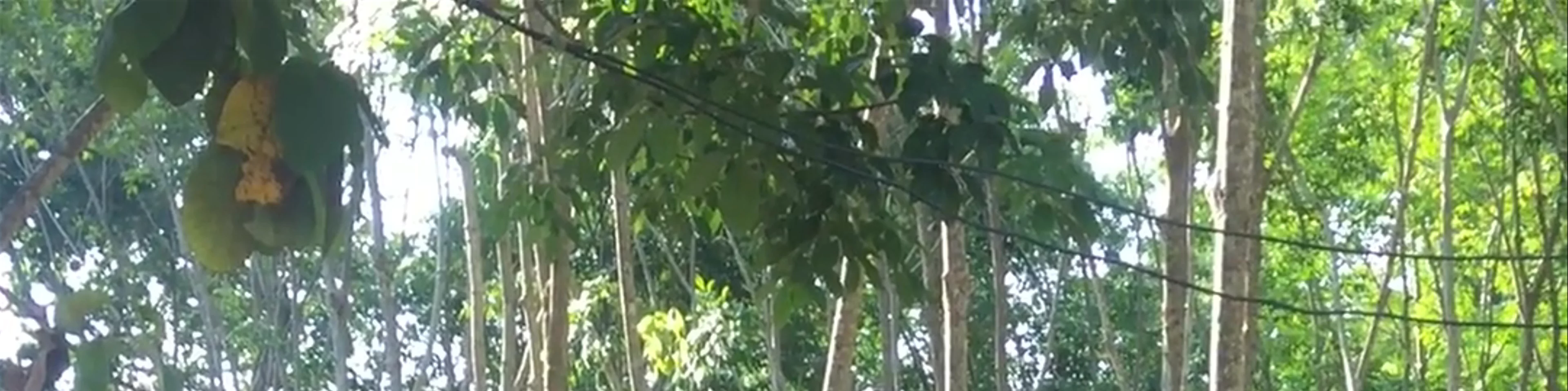 Elephant Jungle Sanctuary Kathu