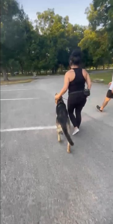 Ethno Canine Training - Gunner walking loose leash. What a huge improvement! - Pet Training Near Me
