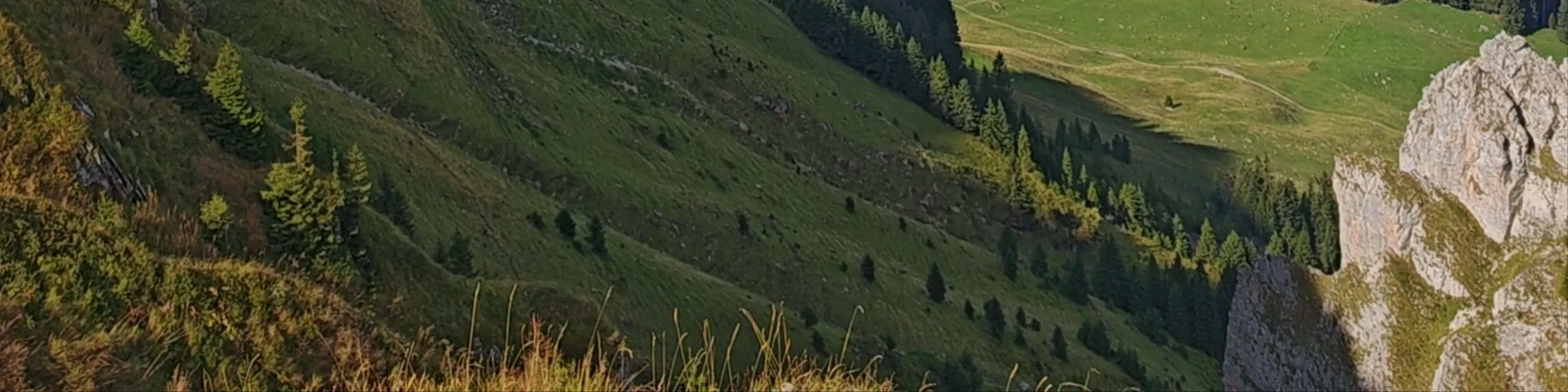 Schäfler