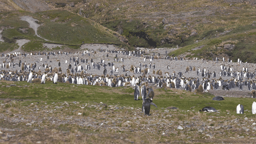 King Penguins in South Georgia animated gif