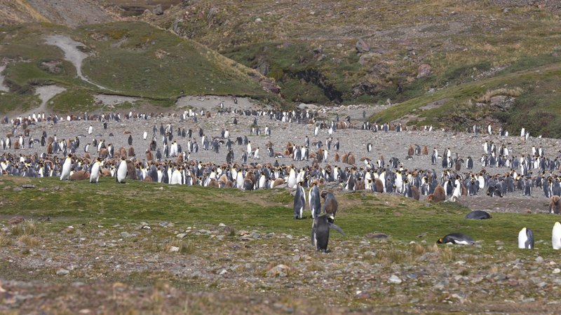 King Penguins in South Georgia poster