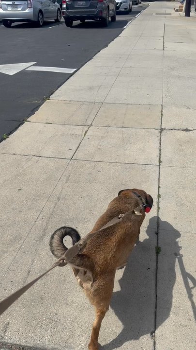 Pawhamas Resort - Pet Boarding Near Me - Glendale, California