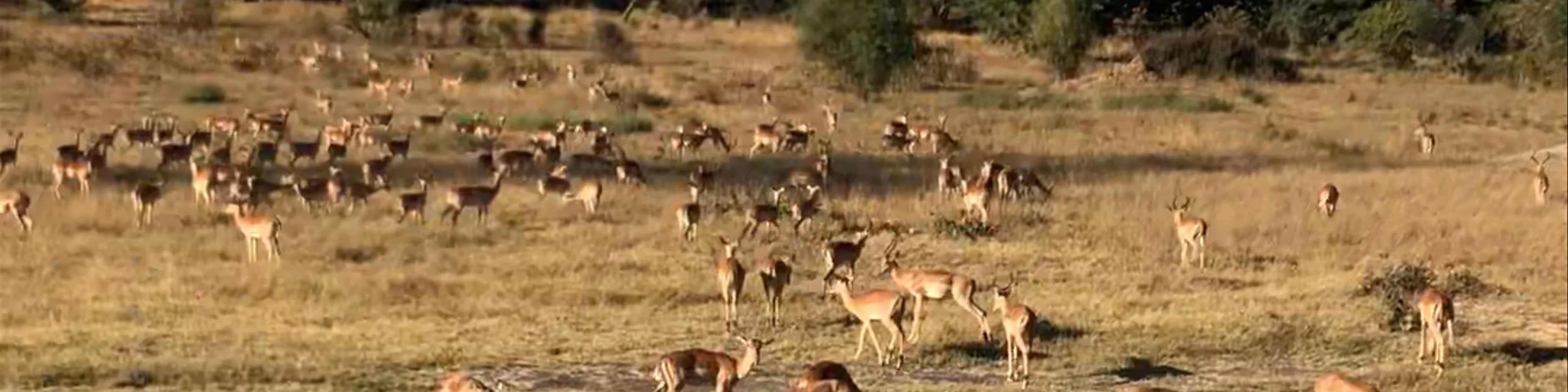 Chobe National Park