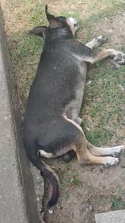 Soul's Harbor - Video of suffering dog they neglected and watched die, threw him out like trash. Animal abuse. - Thrift Stores Near Me - Dallas, Texas