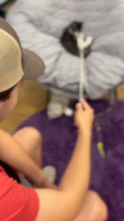 PHX Cat Cafe - Playing with cat in cafe. - Pet Adoption Near Me - Phoenix, Arizona