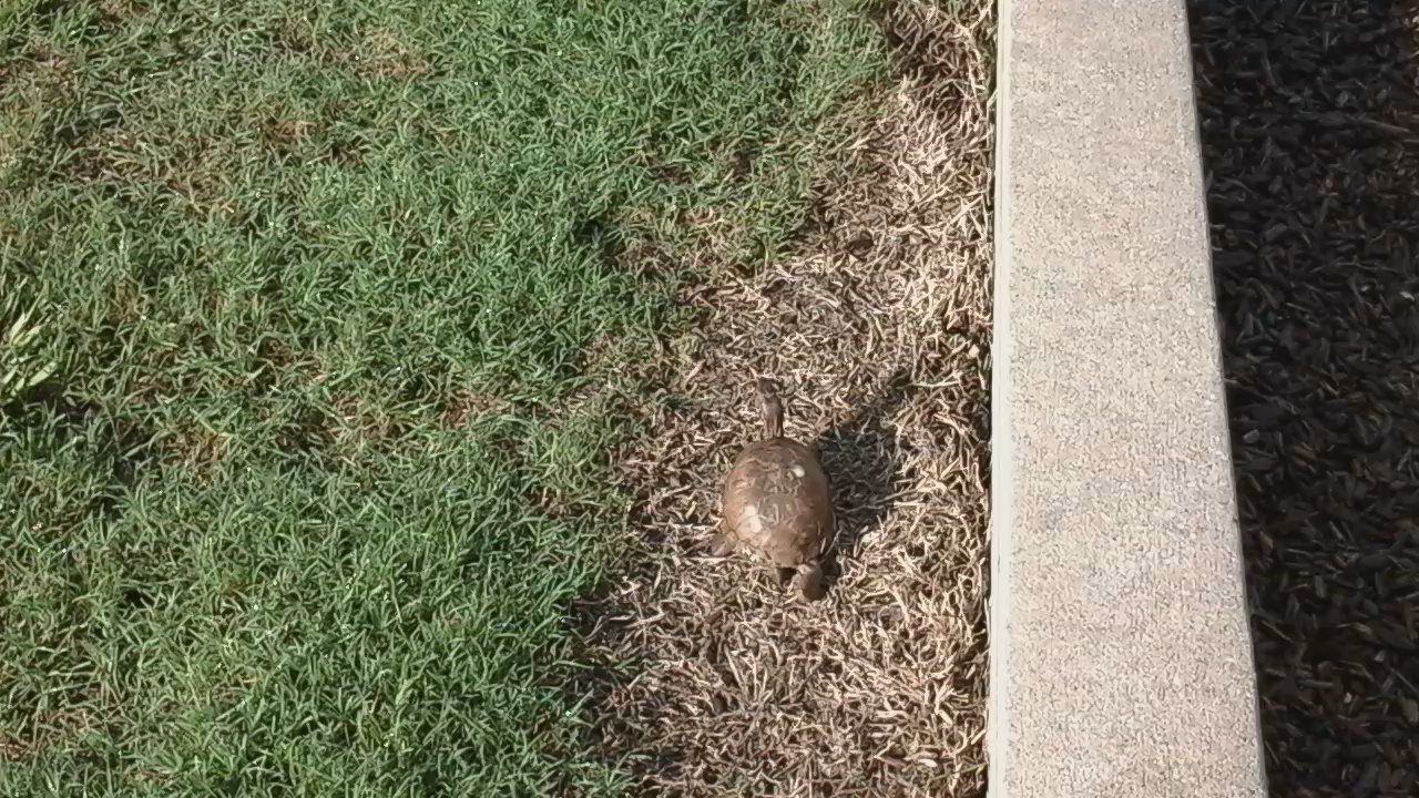 Meadow Lake Park - Turtle maneuvers - Parks Near Me - Round Rock, Texas