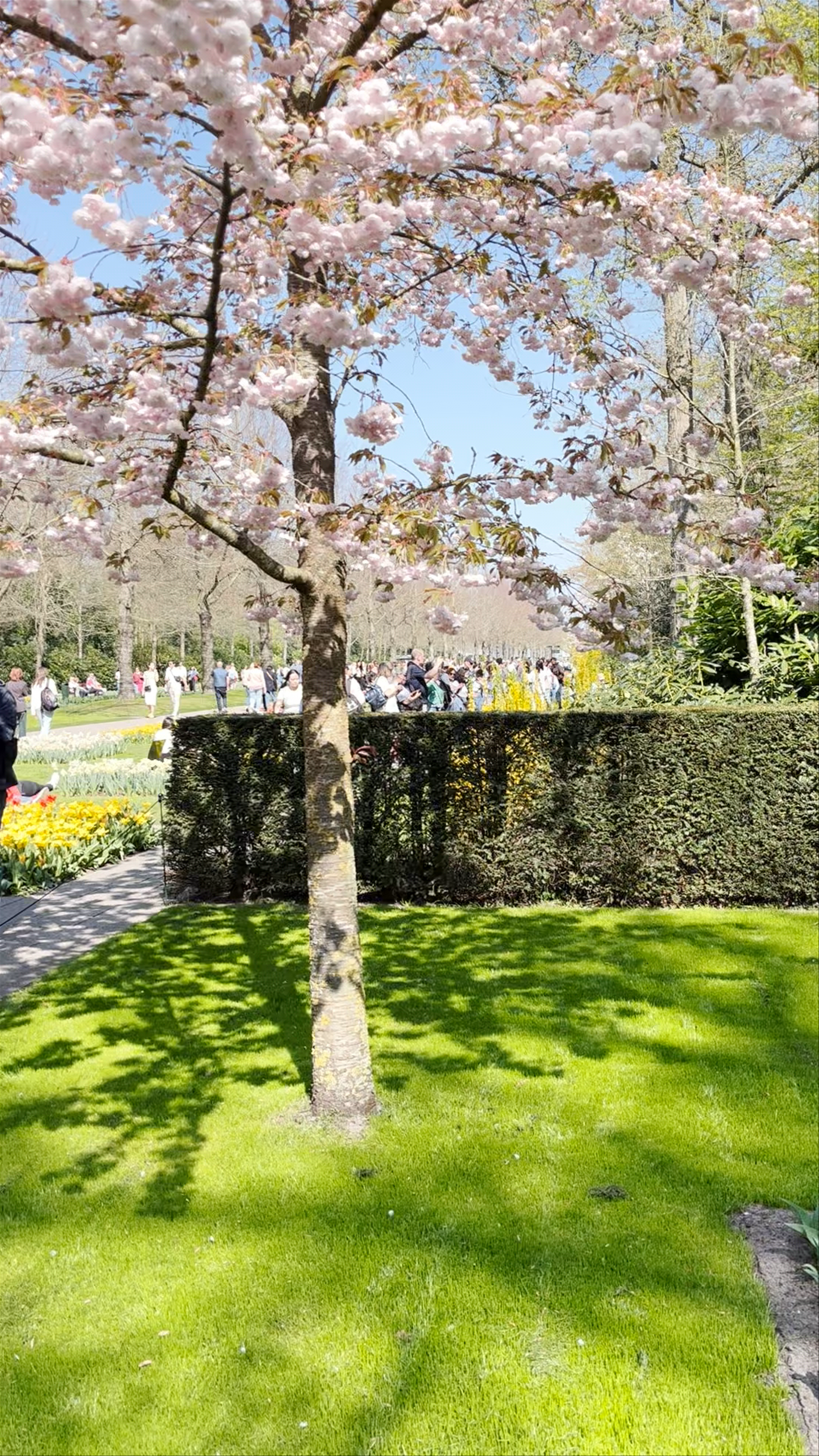 Keukenhof