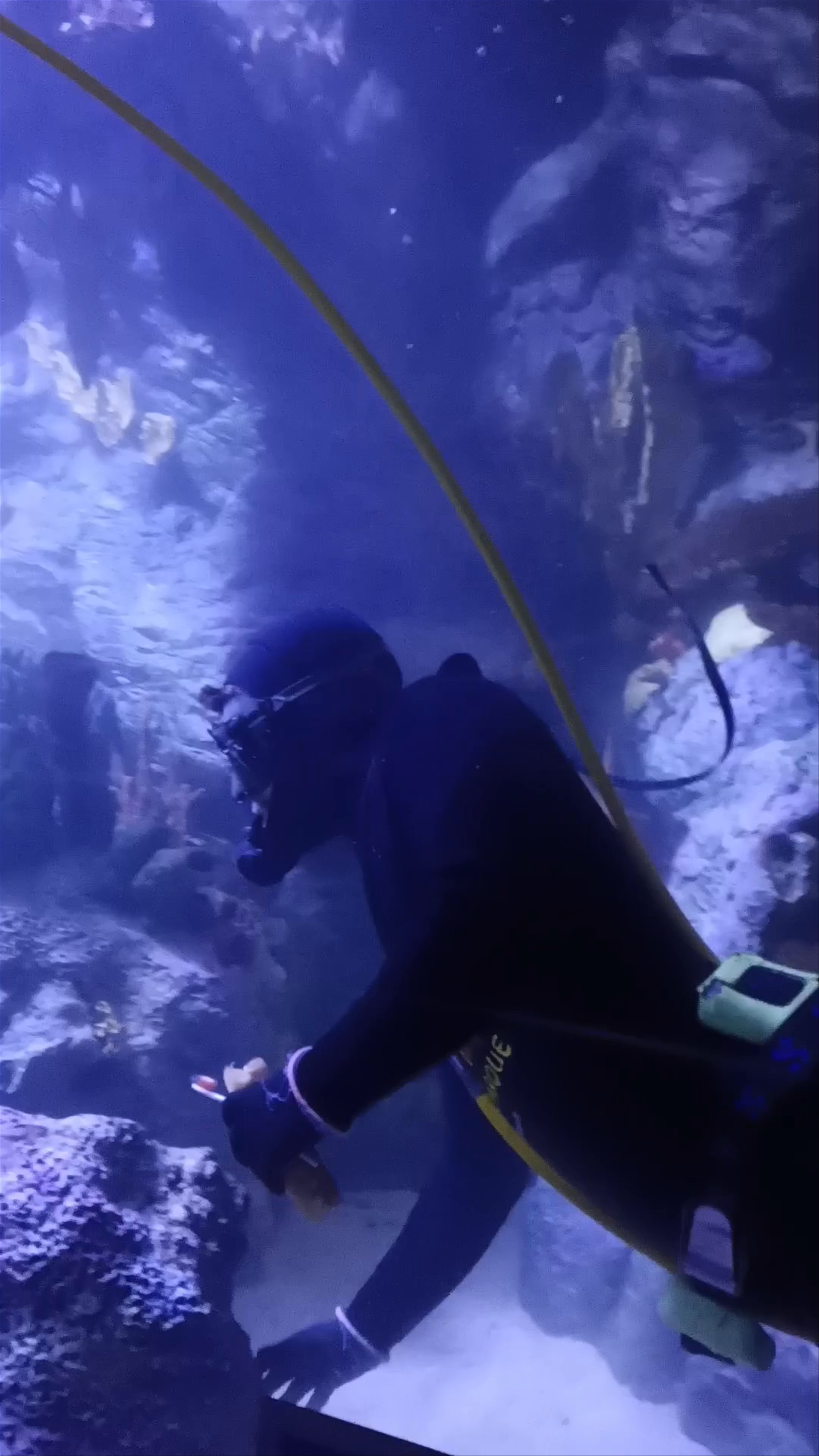 Diving Into the Aquatic World at Loro Parque Aquarium, Puerto de la Cruz