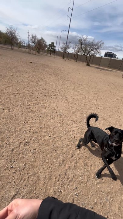 Tom Bolack - Plenty of space for frisbee - Dog Parks Near Me - Albuquerque, New Mexico