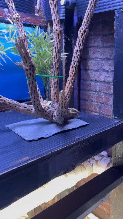 Absolutely Fish - Selection of wood pieces - Aquarium Services Near Me - Clifton, New Jersey