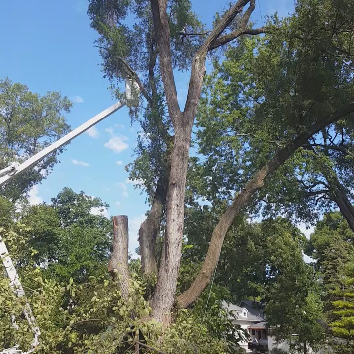 Lagunas Tree Service - Tree Services Near Me - Round Lake Beach, Illinois