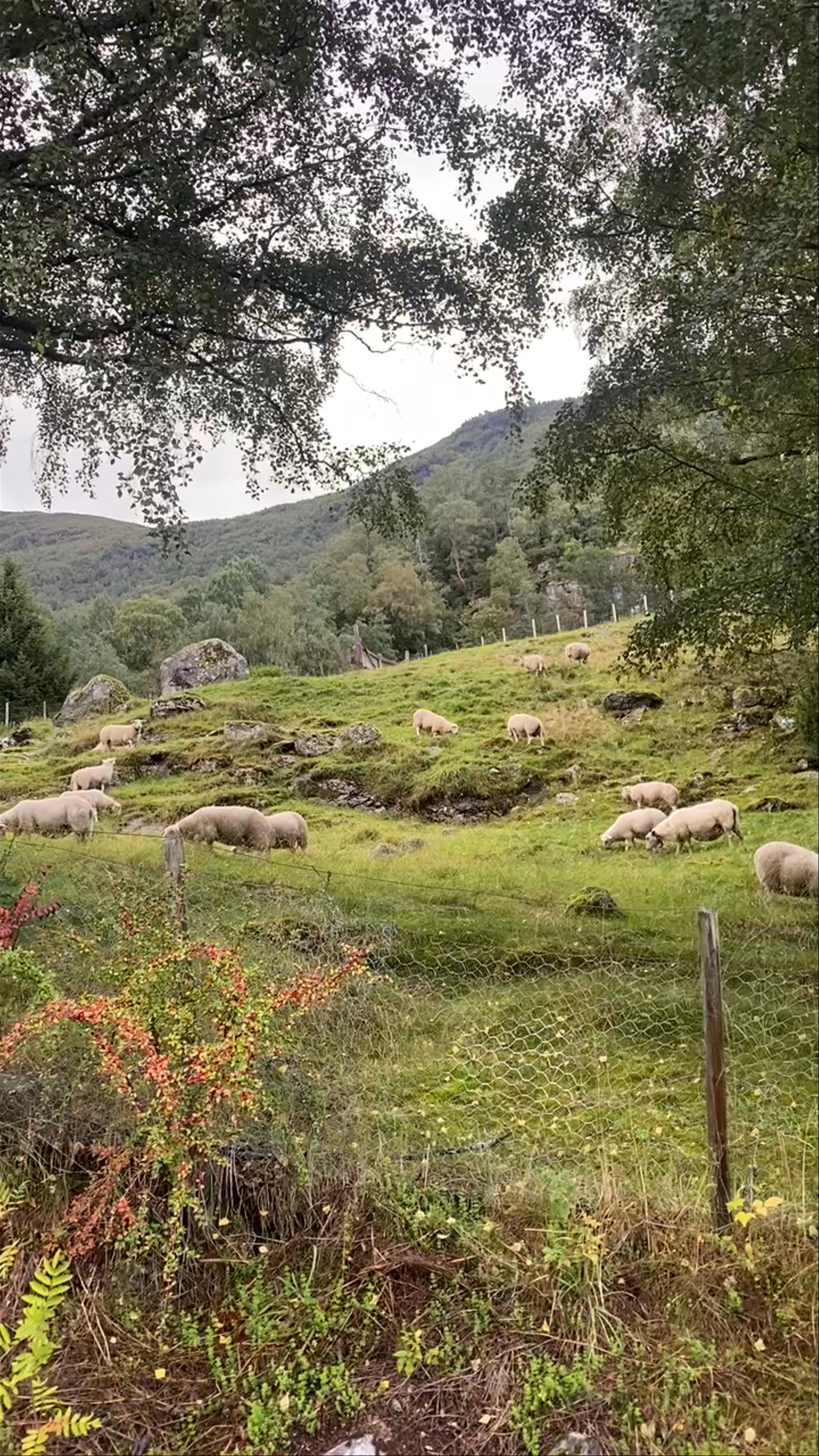 Serene Sheep Grazing in Aurlandsfjord, Norway