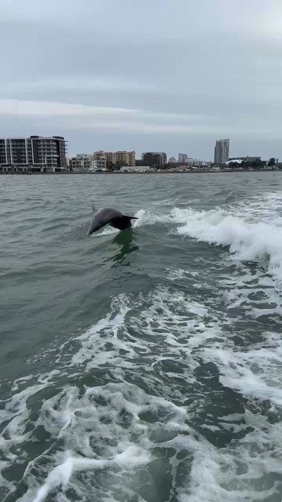 Parrotdise Express - Dolphin Experience - Boat Charters Near Me - Dunedin, Florida