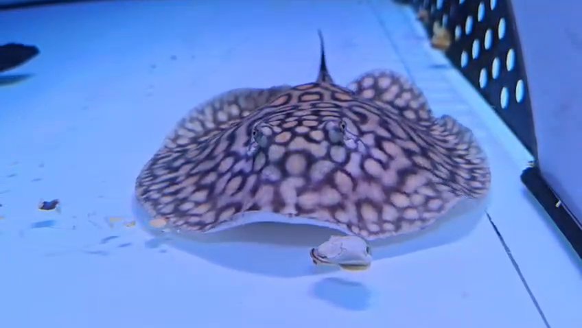 Motoro stingray