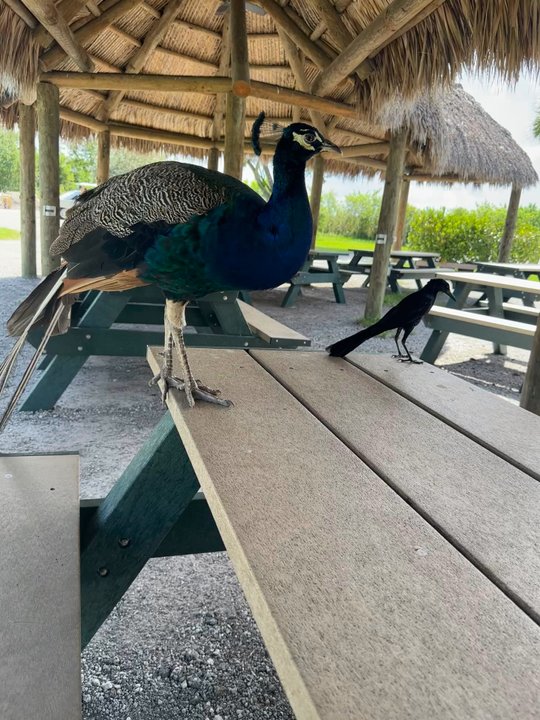 The Gator Grill - The fries are so good. Birds think so too! We had a blast here. Gator tacos were worth the detour alone. - Food Trucks Near Me - Weston, Florida