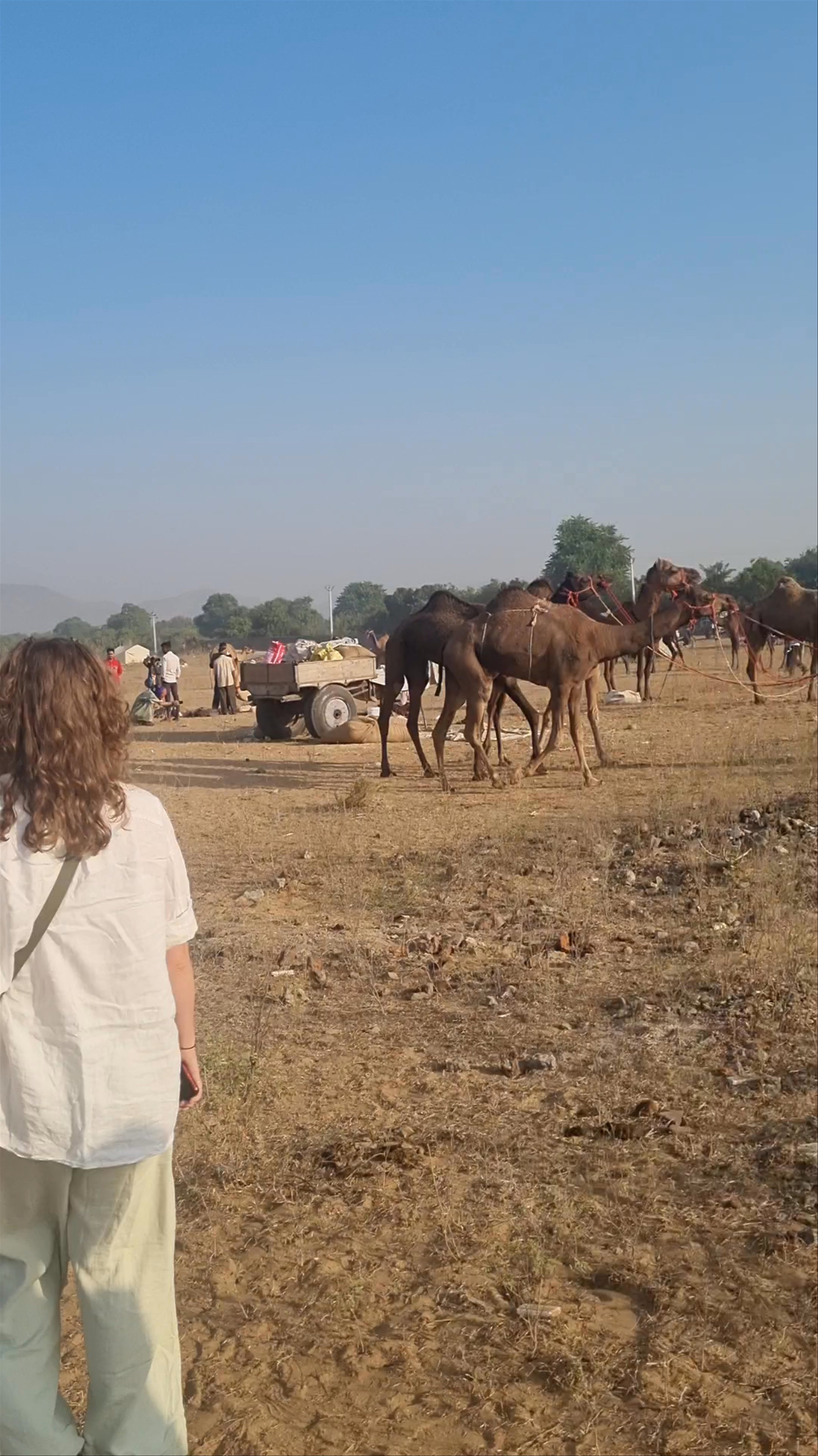 Pushkar Cattle Fair