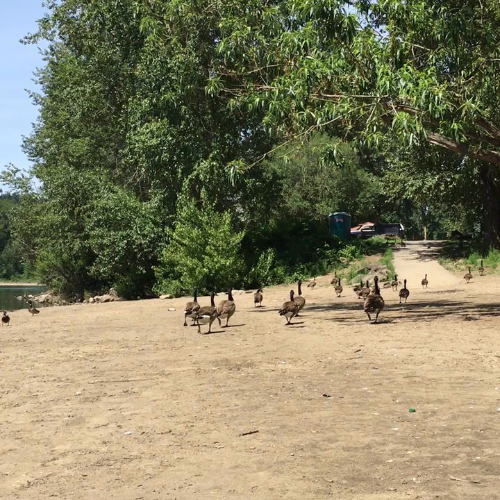Meldrum Bar Park - Parks Near Me - Gladstone, Oregon