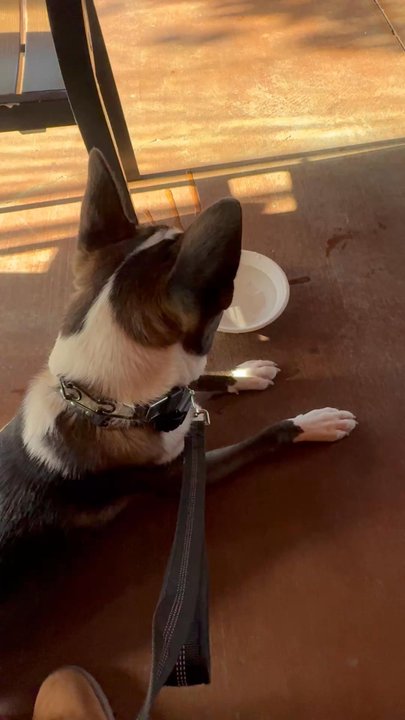 Ridgeside K9 NorCal - Just handing out - Pet Training Near Me - Chico, California