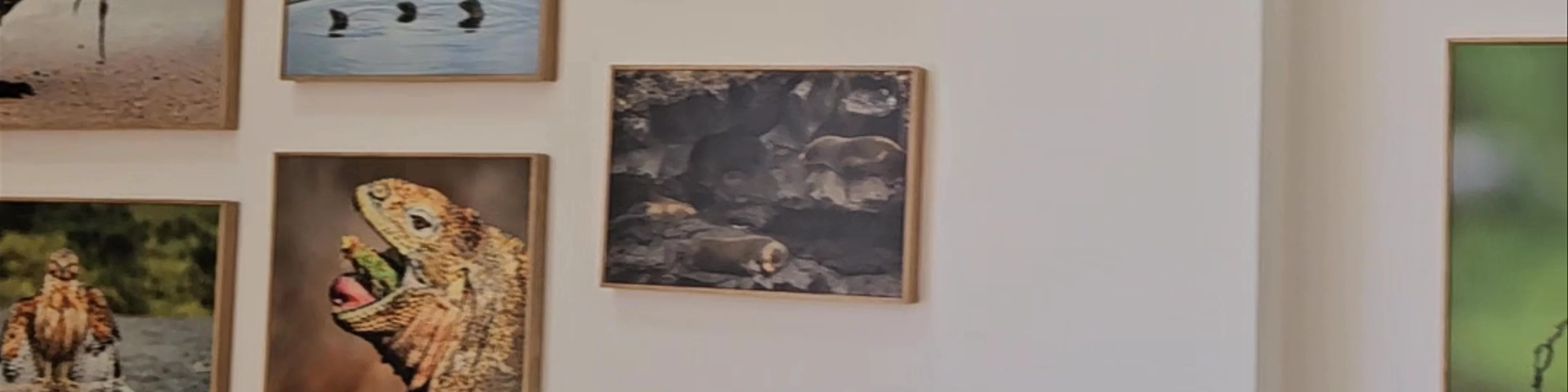 Fundación Charles Darwin - Punto de Donación