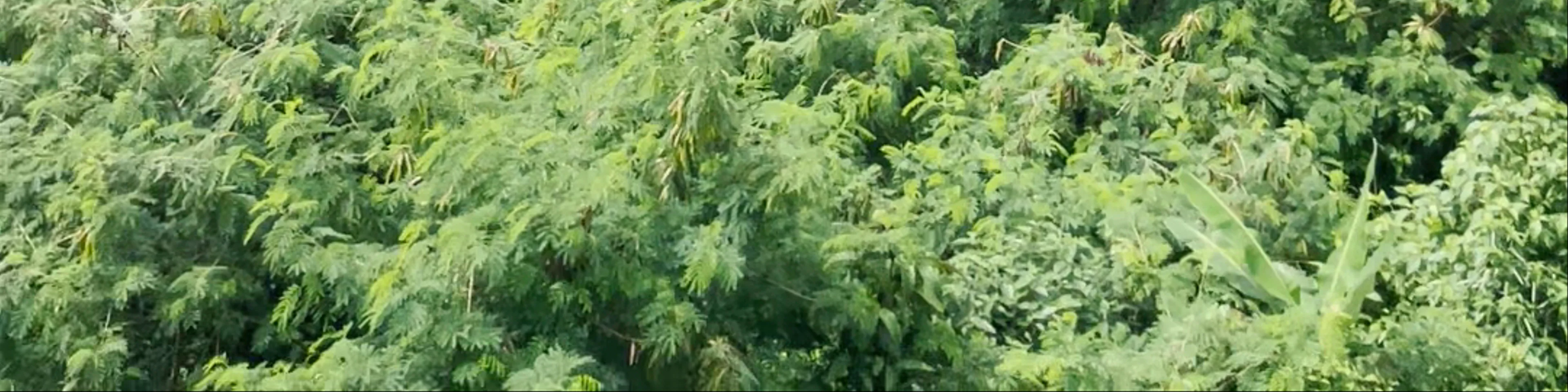 Coconut view v1